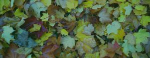 Fall Lawn Cleanup & Leaf Removal Services